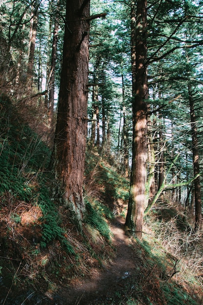 Free photo vertical shot of greenery on a forest under the sunlight at daytime