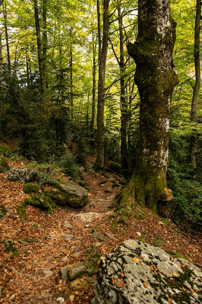 Vertical shot of growing trees in the forest at daytime