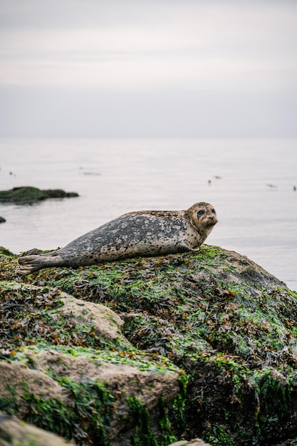 Vertical shot of a harbor seal by the sea