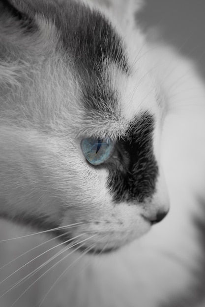 Vertical shot of the head of a black and white cat