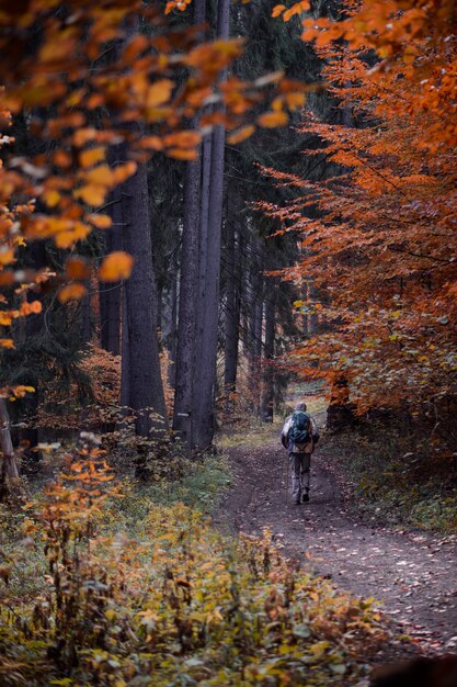 Free Photo vertical shot of a hiker walking in the forest in autumn