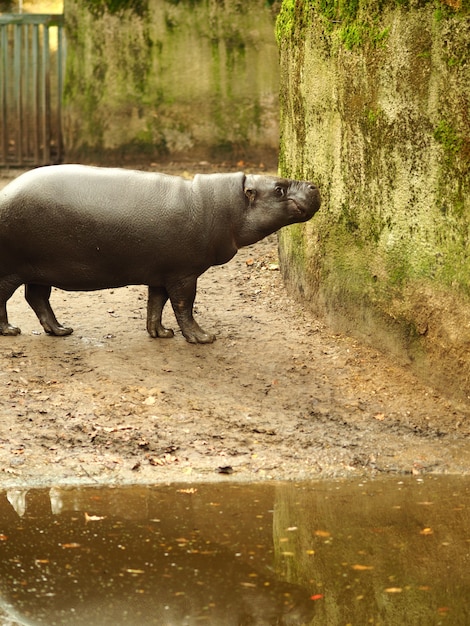 Free Photo vertical shot of a hippo standing next to the water