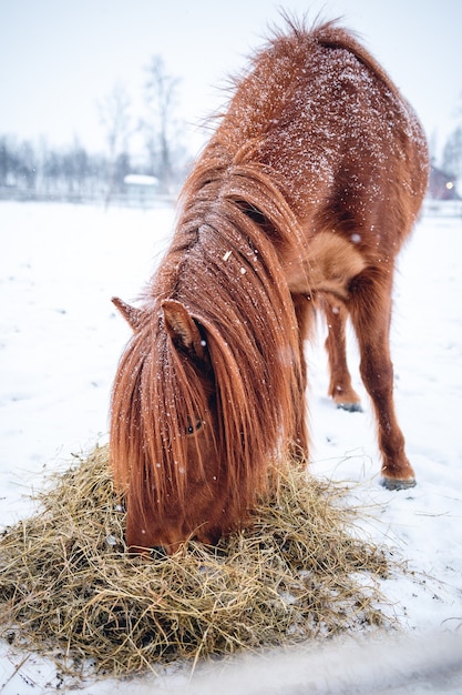 Free photo vertical shot of a horse with long hair while eating hay in the north of sweden