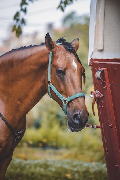 Free photo vertical shot of a horse