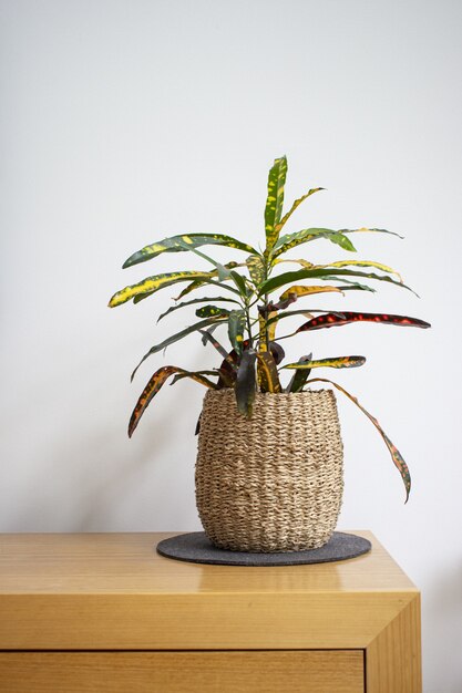 Vertical shot of a houseplant in a weaved flower pot on a wooden table against a white wall