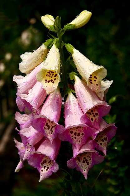 Vertical shot of an interesting flower called Foxgloves