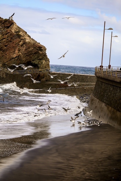 Free Photo vertical shot of an island with seagulls