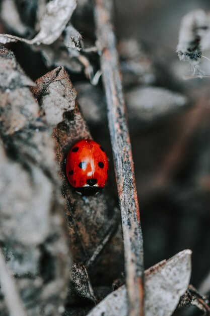 Vertical shot of a ladybug on dry leaves