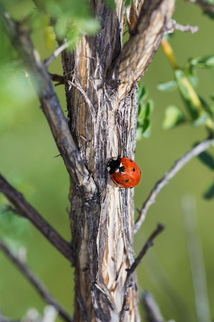 Free Photo vertical shot of a ladybug on a tree bark