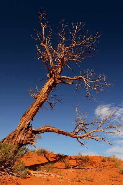 Vertical shot of a large dry tree in a desert on a blue sky background