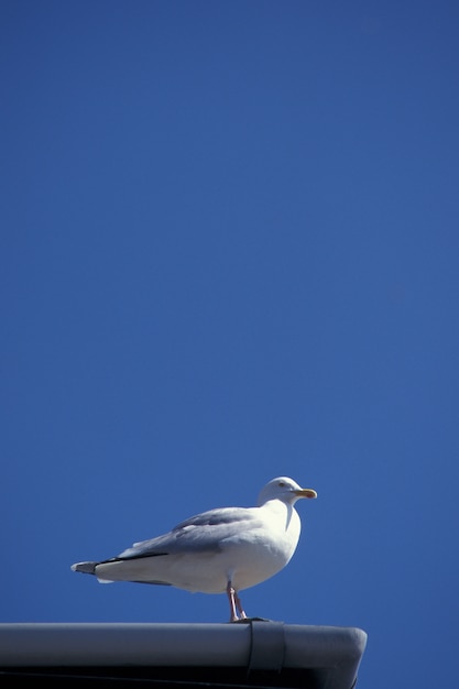 Vertical shot of a laughing gull on a rooftop with clear blue sky  in devon, UK