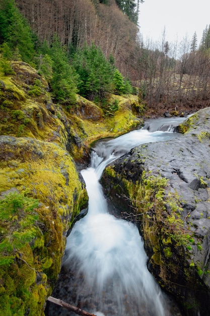 Vertical shot of Lava Canyon trail, Stevenson