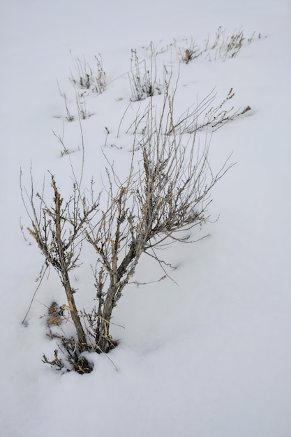 Free photo vertical shot of a leafless plant covered in snow