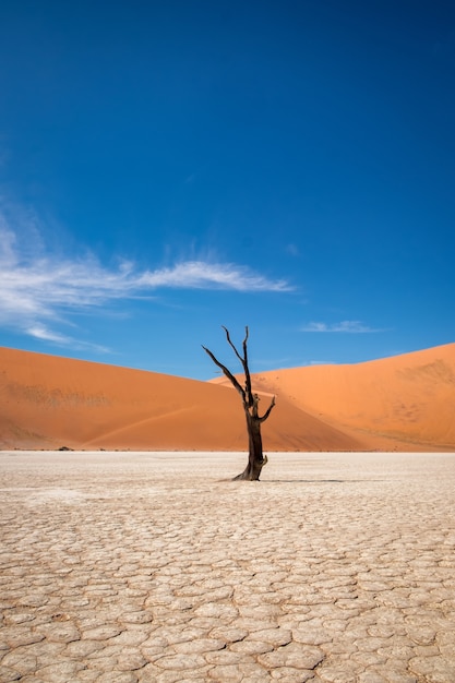 Free Photo vertical shot of a leafless tree in a desert with sand dunes in the