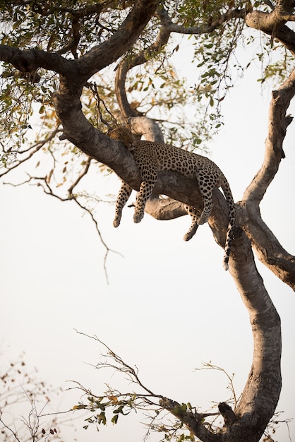 Vertical shot of a leopard sleeping on the tree