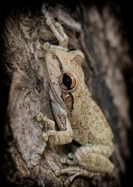 Free photo vertical shot of a little file-eared tree frog on a tree