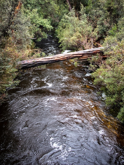 Free photo vertical shot of a log bridge over a small river though a forest