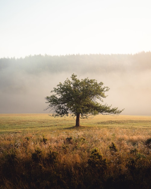 Free photo vertical shot of a lonely tree in the middle of the meadow in front of high hills in the morning