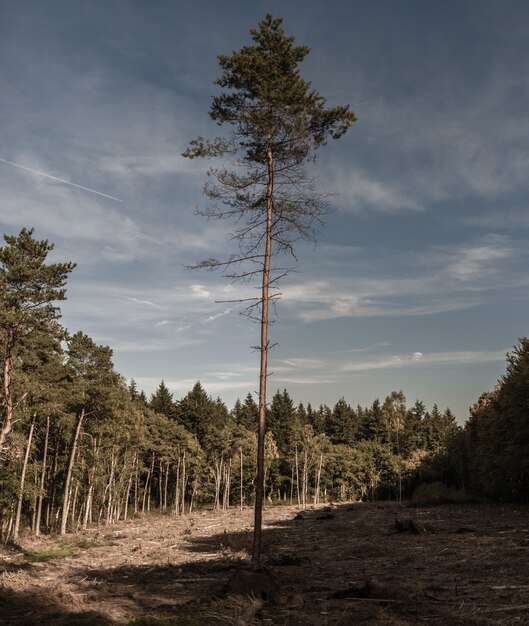 Vertical shot of a lonely tree with cut branches growing in the forest on a gloomy day