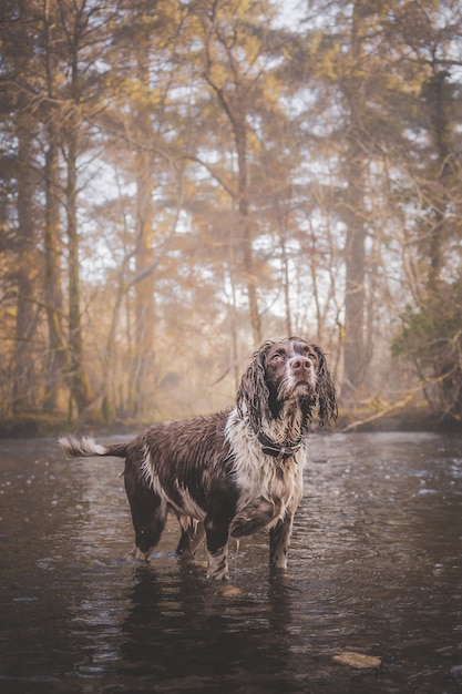 Free Photo vertical shot of a lonely wet dog looking up after heavy rain