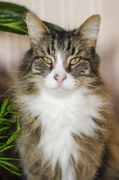 Free photo vertical shot of a long-haired brown cat looking at the camera with a blurred background