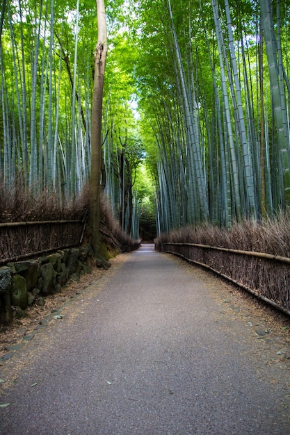 Vertical shot of a long trail through a bamboo grove in Kyoto Japan