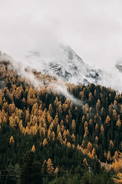 Free Photo vertical shot of low flying heavy clouds covering a densely forested mountain slope in the autumn