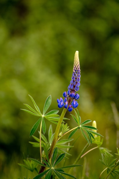 Free Photo vertical shot of a lupinus angustifolius in a field under the sunlight with a blurry distance