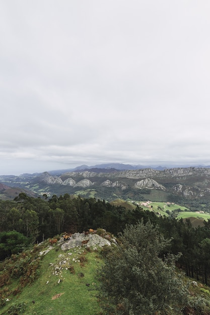 Free Photo vertical shot of the madrid caravia, spain