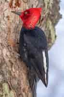 Free photo vertical shot of a magellanic woodpecker on a tree with a blurry surface