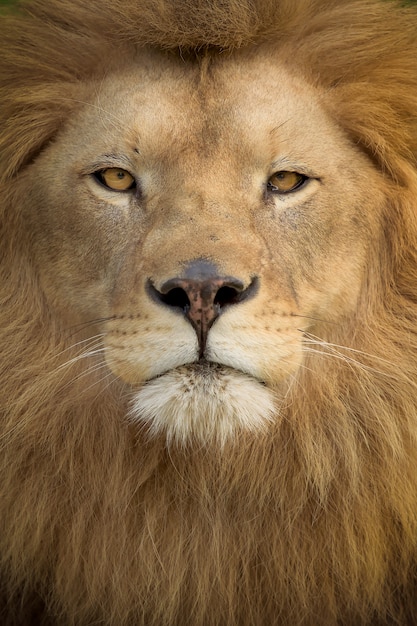 Vertical shot of a magnificent lion