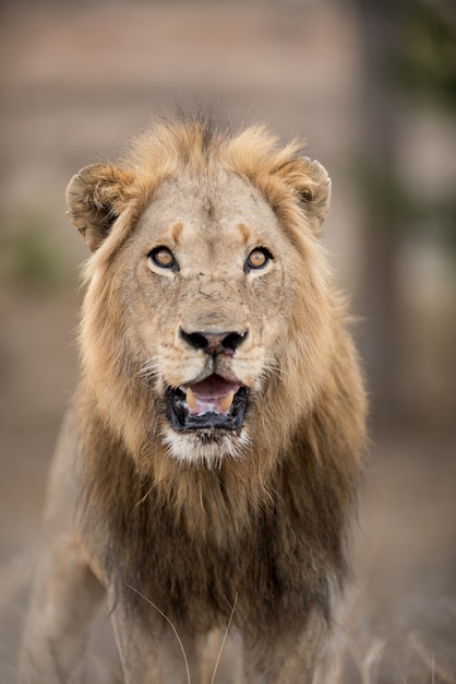 Free Photo vertical shot of a male lion with a blurred background