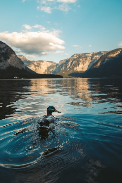 Free Photo vertical shot of a mallard duck swimming at a lake in hallstatt, austria