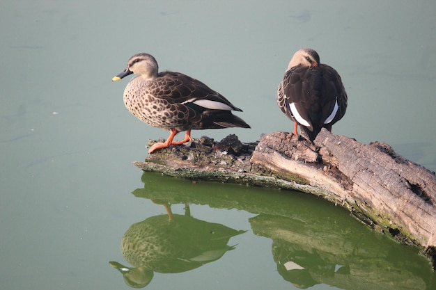 Free photo vertical shot of a mallard duck swimming on water surface in a pond