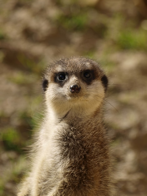 Free photo vertical shot of a meerkat standing in nature