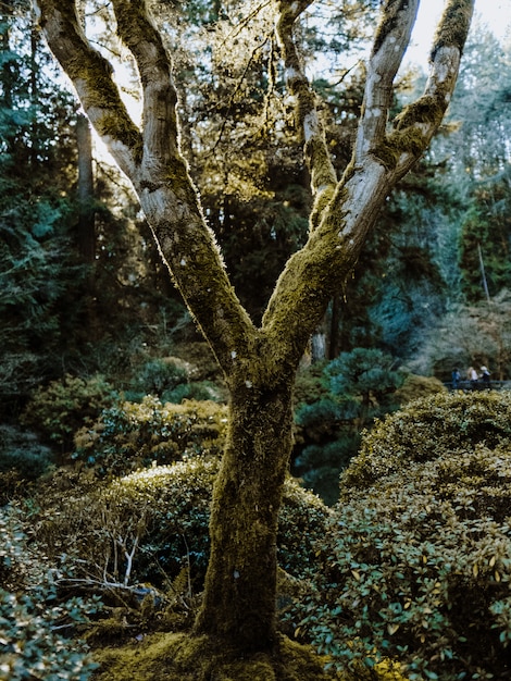 Free Photo vertical shot of a mossy tree surrounded by plants in a forest