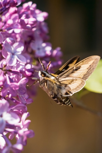 Free photo vertical shot of a moth trying to drink the nectar of a lilac syringa flower