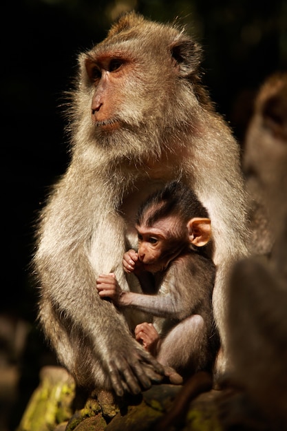 Free photo vertical shot of a mother and baby baboon monkey resting on the rock