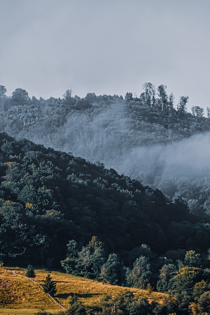 Vertical shot of a mountain forest in fog