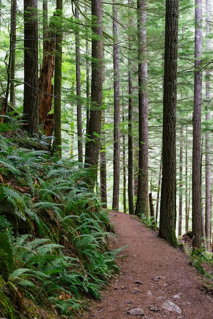 Vertical shot of a narrow pathway in the woods surrounded by tall trees and other green plants