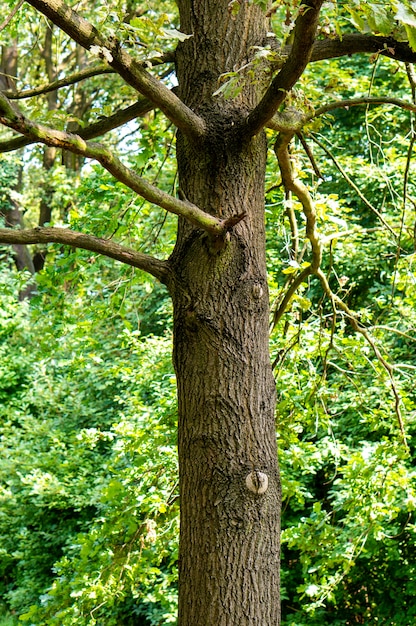 Vertical shot of an old tree with many branches in the forest