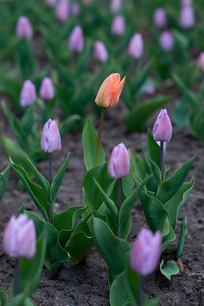 Free Photo vertical shot of an orange tall tulip among the purple ones - standing out concept