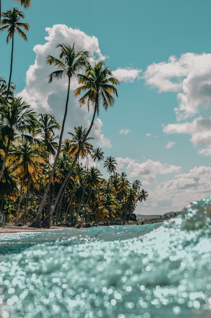 Vertical shot of palm trees on sandy beach