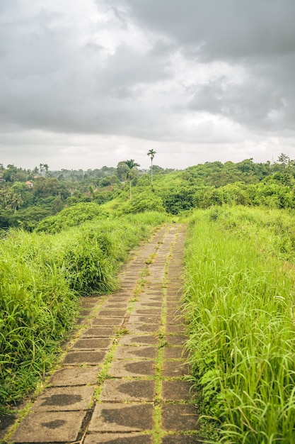 Vertical shot of a path lined with grasses