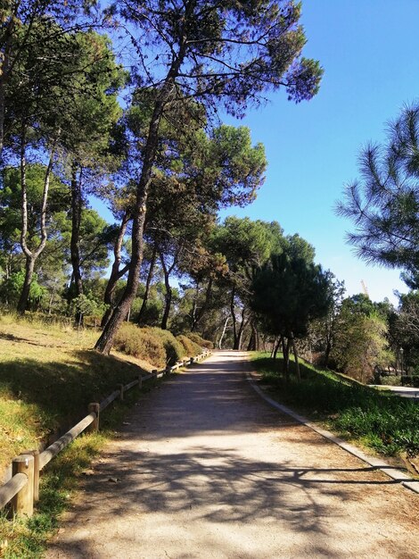 Vertical shot of a path in Quinta de Los Molinos Park, Madrid, Spain