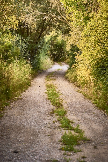 Free photo vertical shot of a path surrounded by trees on a sunny day