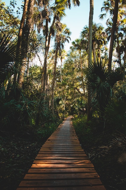 Vertical shot of a pathway made of wooden boards surrounded with tropical plants and trees