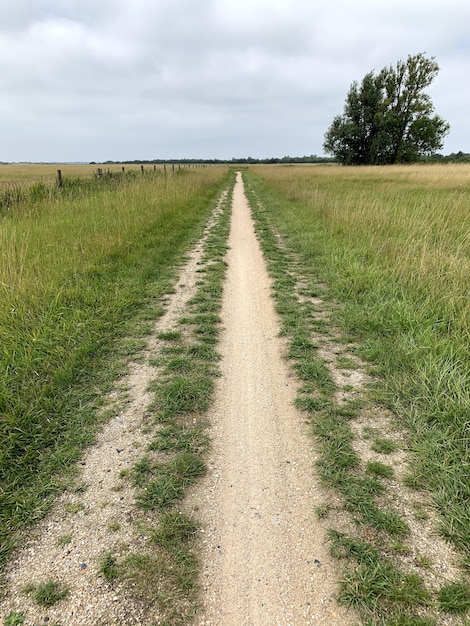 Free Photo vertical shot of a pathway in a meadow under a cloudy sky