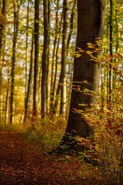 Free Photo vertical shot of a pathway in the middle of a forest with brown and yellow leafed trees