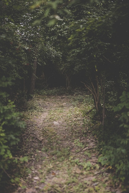 Vertical shot of a pathway in the middle of a forest with green leafed trees